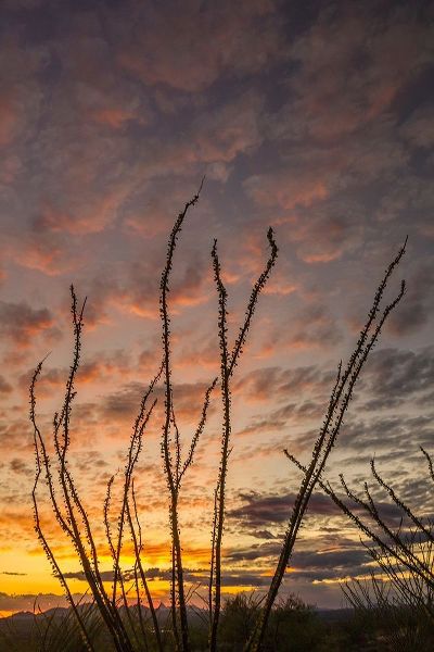Arizona-Santa Cruz County Silhouette of ocotillo cactus at sunset